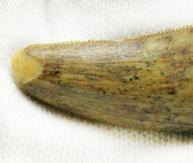 偉大なる脇役、アフリカの肉食恐竜デルタドロメウスの歯(Deltadromeus sp.)の化石(その6)