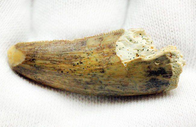 偉大なる脇役、アフリカの肉食恐竜デルタドロメウスの歯（Deltadromeus sp.）の化石（その7）