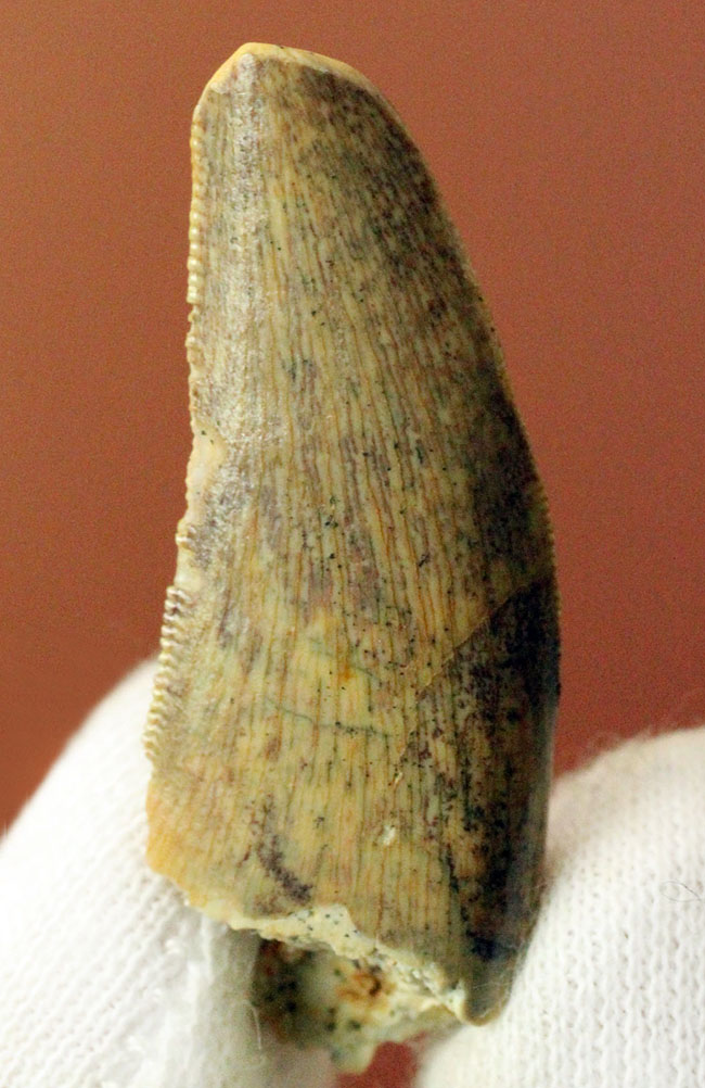 偉大なる脇役、アフリカの肉食恐竜デルタドロメウスの歯(Deltadromeus sp.)の化石(その8)