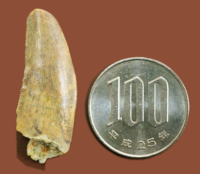 偉大なる脇役、アフリカの肉食恐竜デルタドロメウスの歯(Deltadromeus sp.)の化石(その9)
