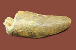 偉大なる脇役、アフリカの肉食恐竜デルタドロメウスの歯（Deltadromeus sp.）の化石