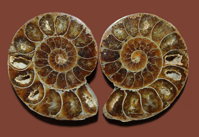 アンモナイト 化石　80g 中生代白亜紀　マダガスカル - 3