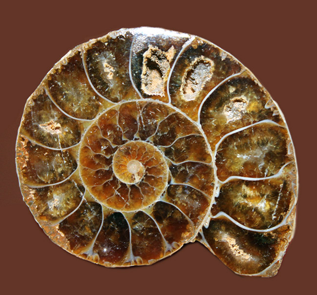 スタンド付き！マダガスカル産のアンモナイト、デスモセラス（Desmoceras）のカット＆ポリッシュ標本（その2）