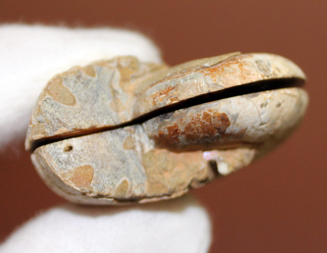 スタンド付き！マダガスカル産のアンモナイト、デスモセラス（Desmoceras）のカット＆ポリッシュ標本（その6）