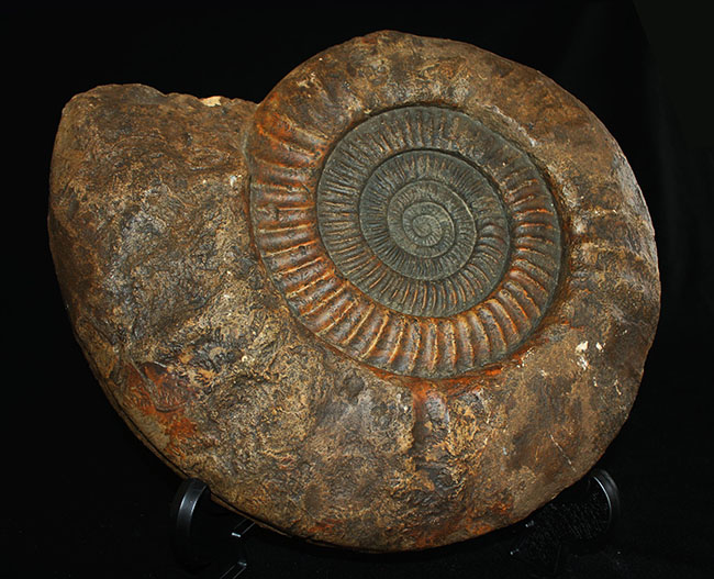 スタンド置きが可能なギリギリのサイズ！直径３５センチ、８キロ超えの堂々たる標本！ドイツ産ジュラ紀のアンモナイトの化石（Ammonite）（その1）