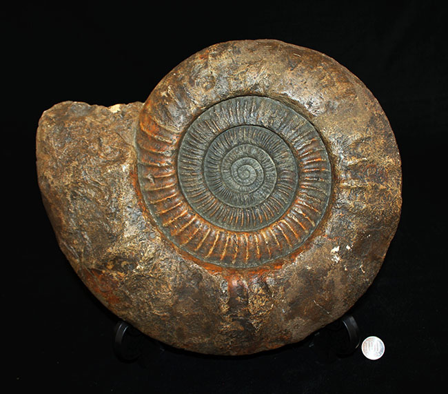 スタンド置きが可能なギリギリのサイズ！直径３５センチ、８キロ超えの堂々たる標本！ドイツ産ジュラ紀のアンモナイトの化石（Ammonite）（その10）