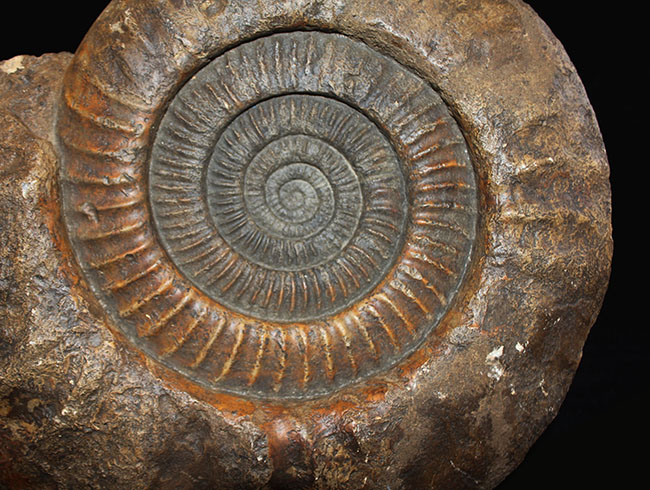 スタンド置きが可能なギリギリのサイズ！直径３５センチ、８キロ超えの堂々たる標本！ドイツ産ジュラ紀のアンモナイトの化石（Ammonite）（その3）