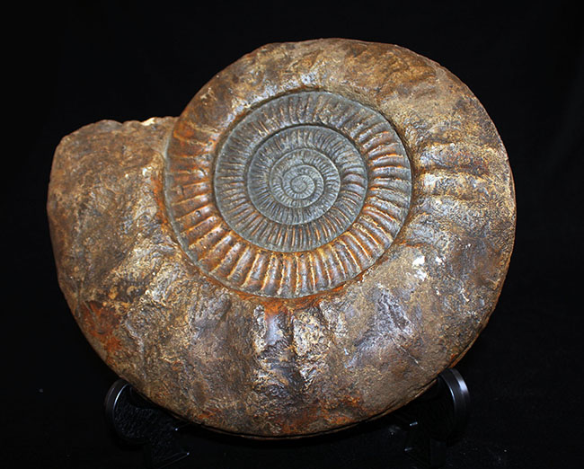 スタンド置きが可能なギリギリのサイズ！直径３５センチ、８キロ超えの堂々たる標本！ドイツ産ジュラ紀のアンモナイトの化石（Ammonite）（その4）