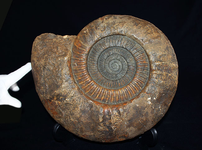 スタンド置きが可能なギリギリのサイズ！直径３５センチ、８キロ超えの堂々たる標本！ドイツ産ジュラ紀のアンモナイトの化石（Ammonite）（その5）