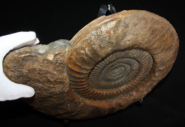 スタンド置きが可能なギリギリのサイズ！直径３５センチ、８キロ超えの堂々たる標本！ドイツ産ジュラ紀のアンモナイトの化石（Ammonite）（その6）
