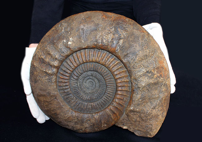 スタンド置きが可能なギリギリのサイズ！直径３５センチ、８キロ超えの堂々たる標本！ドイツ産ジュラ紀のアンモナイトの化石（Ammonite）（その7）