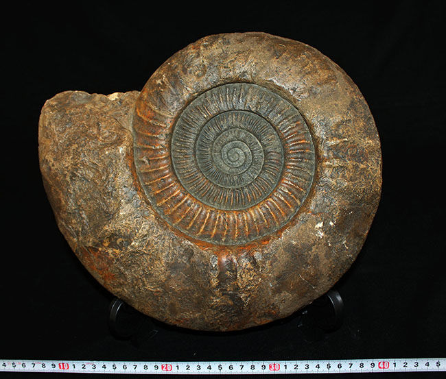 スタンド置きが可能なギリギリのサイズ！直径３５センチ、８キロ超えの堂々たる標本！ドイツ産ジュラ紀のアンモナイトの化石（Ammonite）（その8）