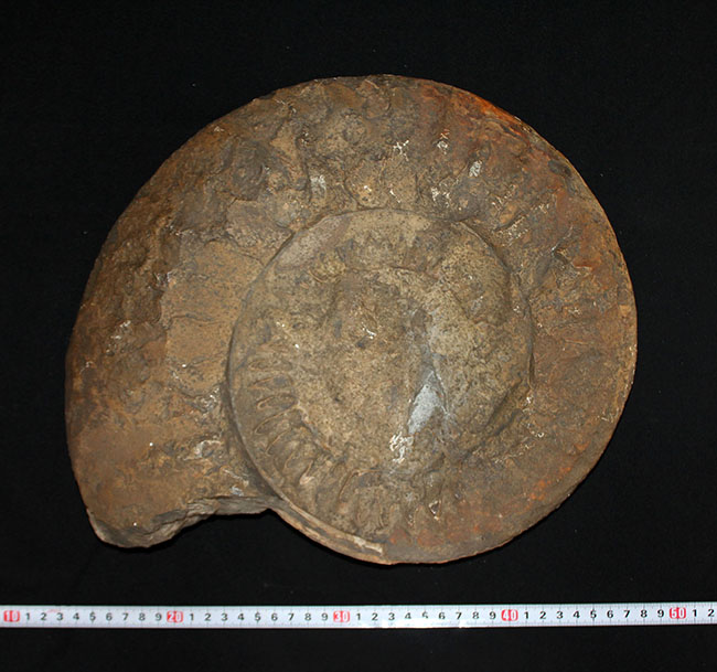 スタンド置きが可能なギリギリのサイズ！直径３５センチ、８キロ超えの堂々たる標本！ドイツ産ジュラ紀のアンモナイトの化石（Ammonite）（その9）