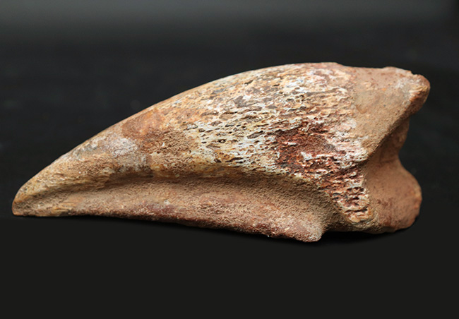 美形！史上最大級の恐竜の一つ、スピノサウルス（Spinosaurus）のフットクロウ（足の爪）の化石（その1）