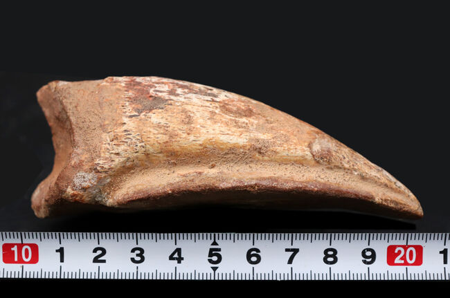 美形!史上最大級の恐竜の一つ、スピノサウルス(Spinosaurus)のフットクロウ(足の爪)の化石(その11)