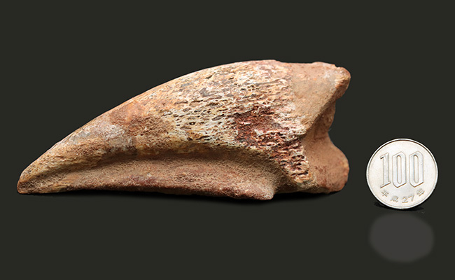 美形！史上最大級の恐竜の一つ、スピノサウルス（Spinosaurus）のフットクロウ（足の爪）の化石（その12）