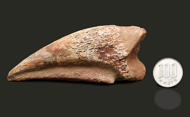 美形!史上最大級の恐竜の一つ、スピノサウルス(Spinosaurus)のフットクロウ(足の爪)の化石(その12)