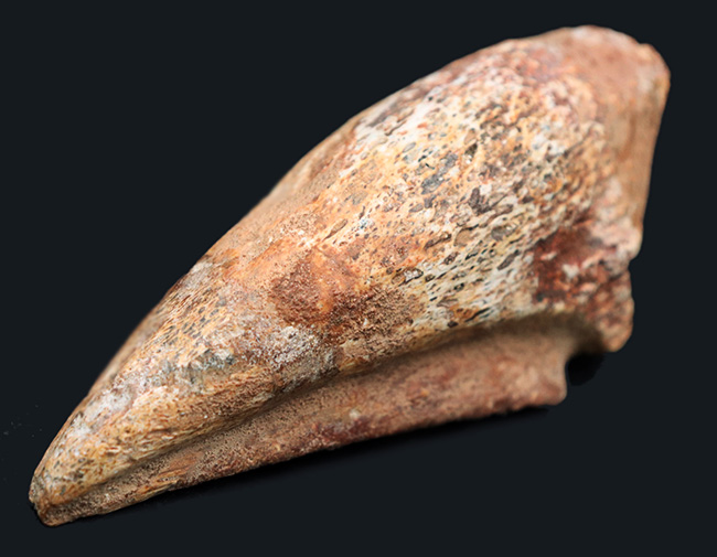 美形!史上最大級の恐竜の一つ、スピノサウルス(Spinosaurus)のフットクロウ(足の爪)の化石(その2)