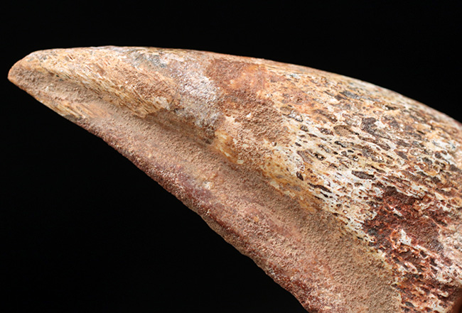 美形!史上最大級の恐竜の一つ、スピノサウルス(Spinosaurus)のフットクロウ(足の爪)の化石(その3)