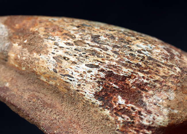 美形!史上最大級の恐竜の一つ、スピノサウルス(Spinosaurus)のフットクロウ(足の爪)の化石(その4)