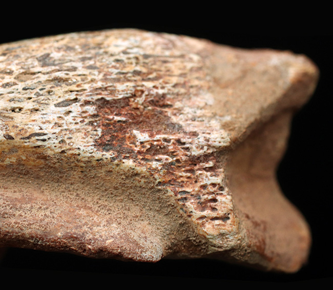 美形!史上最大級の恐竜の一つ、スピノサウルス(Spinosaurus)のフットクロウ(足の爪)の化石(その5)