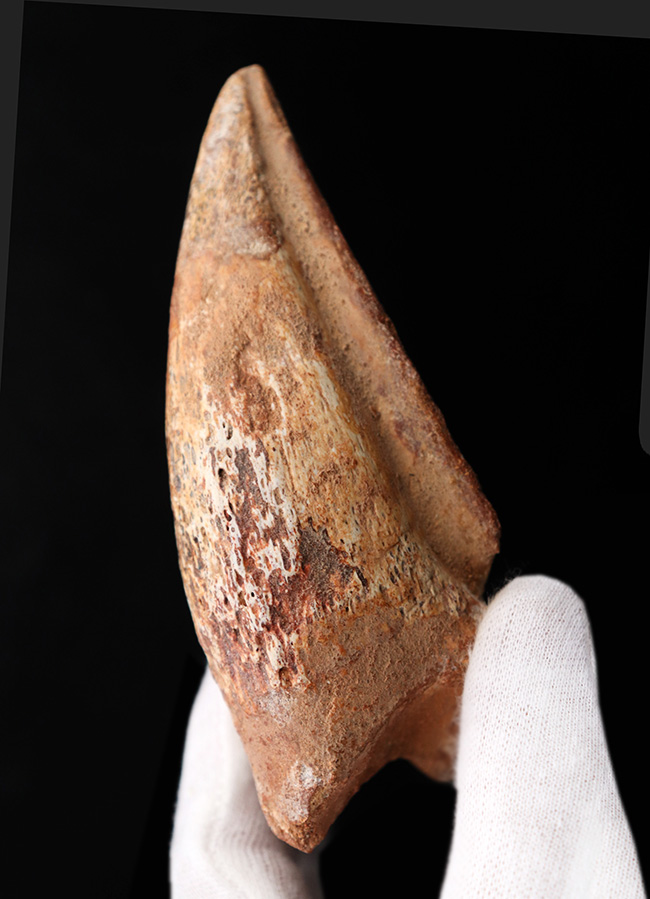 美形!史上最大級の恐竜の一つ、スピノサウルス(Spinosaurus)のフットクロウ(足の爪)の化石(その6)
