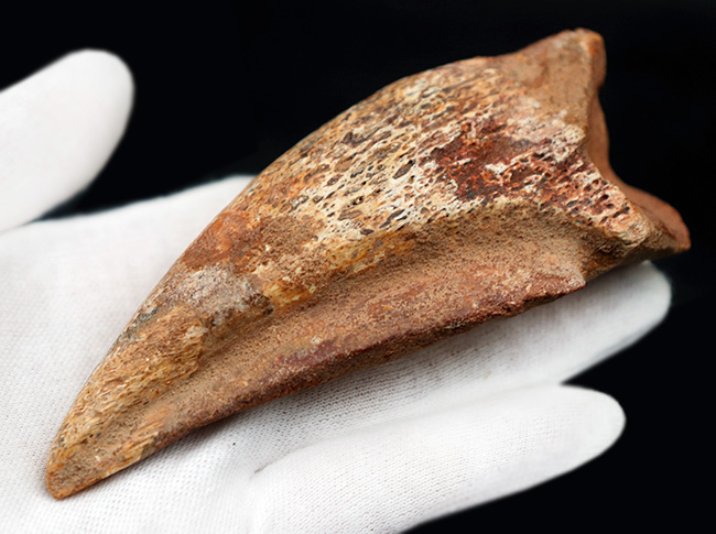 美形!史上最大級の恐竜の一つ、スピノサウルス(Spinosaurus)のフットクロウ(足の爪)の化石(その7)