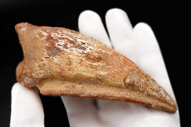 美形！史上最大級の恐竜の一つ、スピノサウルス（Spinosaurus）のフットクロウ（足の爪）の化石（その8）