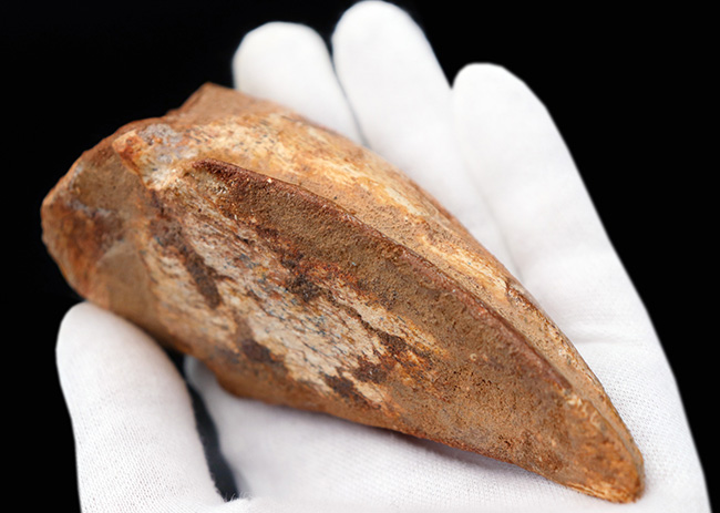 美形!史上最大級の恐竜の一つ、スピノサウルス(Spinosaurus)のフットクロウ(足の爪)の化石(その9)
