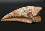 美形！史上最大級の恐竜の一つ、スピノサウルス（Spinosaurus）のフットクロウ（足の爪）の化石