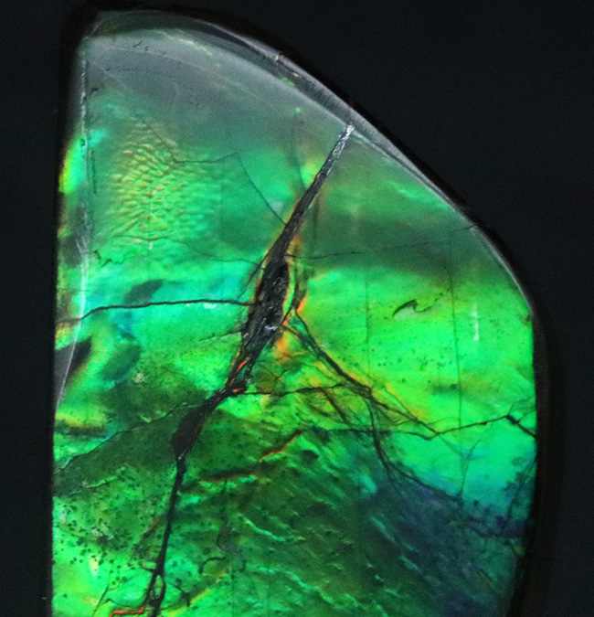 目にも鮮やかなグリーンを呈する宝石、アンモライト（Ammolite）のピース（その3）