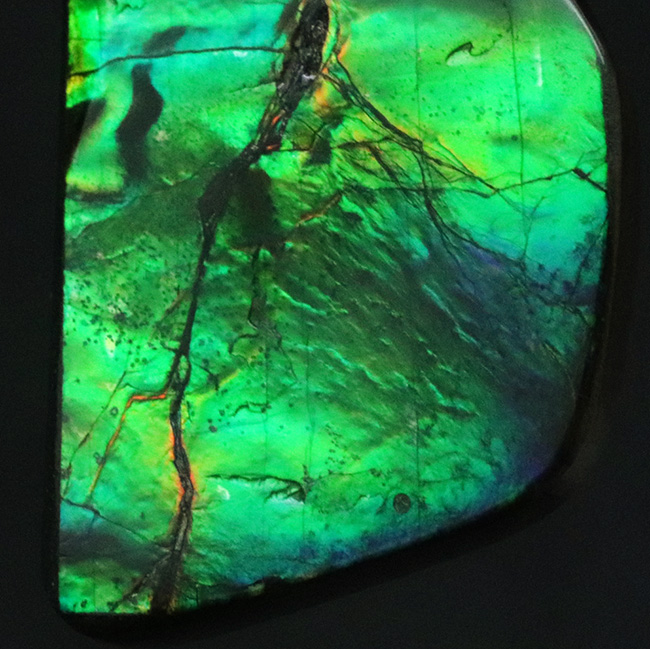 目にも鮮やかなグリーンを呈する宝石、アンモライト(Ammolite)のピース(その4)