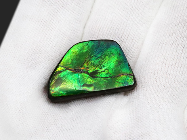 目にも鮮やかなグリーンを呈する宝石、アンモライト（Ammolite）のピース（その5）