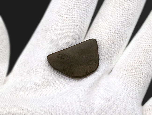 目にも鮮やかなグリーンを呈する宝石、アンモライト(Ammolite)のピース(その6)