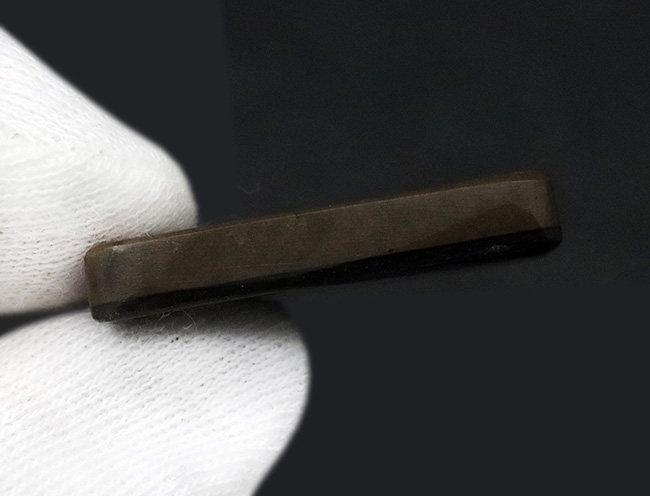 目にも鮮やかなグリーンを呈する宝石、アンモライト(Ammolite)のピース(その7)