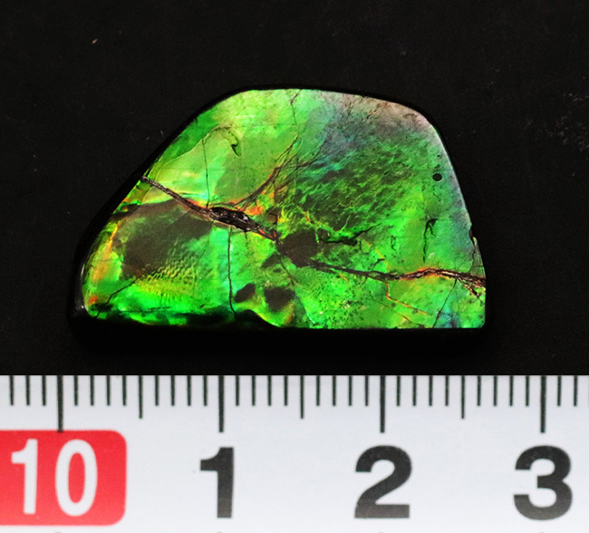 目にも鮮やかなグリーンを呈する宝石、アンモライト(Ammolite)のピース(その8)