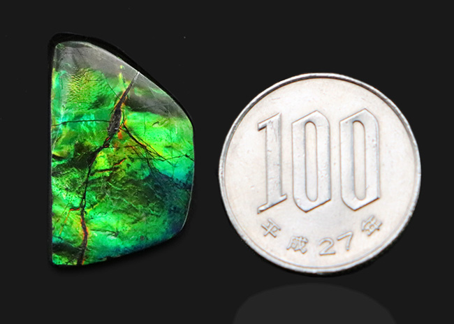 目にも鮮やかなグリーンを呈する宝石、アンモライト(Ammolite)のピース(その9)