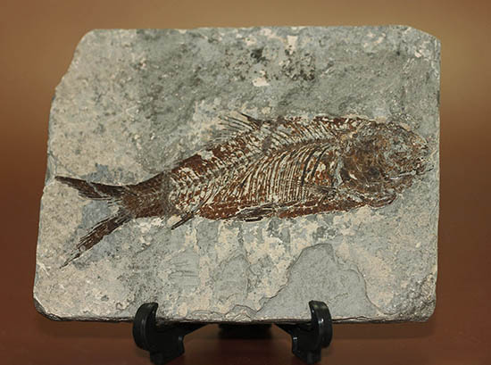 ヌメリゴイの仲間、古代魚化石（Jianghanichtys sp.）（その1）