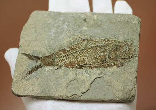 ヌメリゴイの仲間、古代魚化石（Jianghanichtys sp.）（その10）