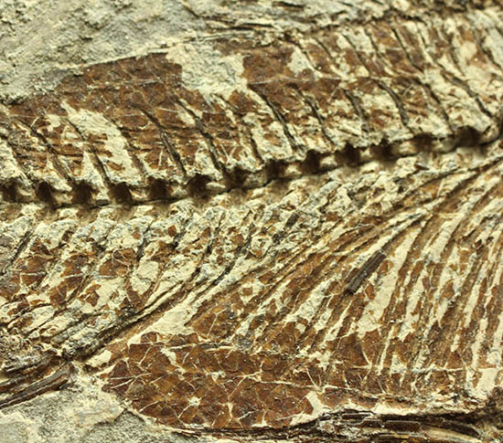 ヌメリゴイの仲間、古代魚化石（Jianghanichtys sp.）（その11）