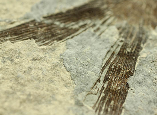 ヌメリゴイの仲間、古代魚化石(Jianghanichtys sp.)(その12)