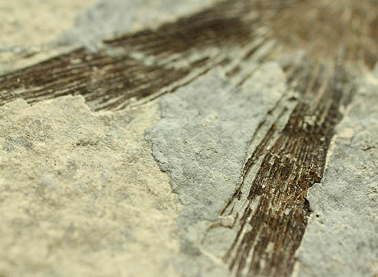 ヌメリゴイの仲間、古代魚化石（Jianghanichtys sp.）（その12）