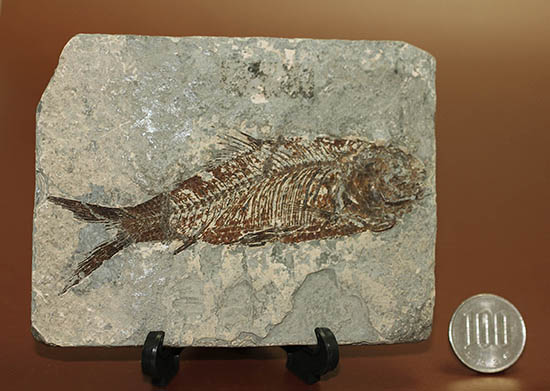 ヌメリゴイの仲間、古代魚化石（Jianghanichtys sp.）（その13）