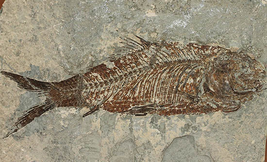 ヌメリゴイの仲間、古代魚化石（Jianghanichtys sp.）（その2）