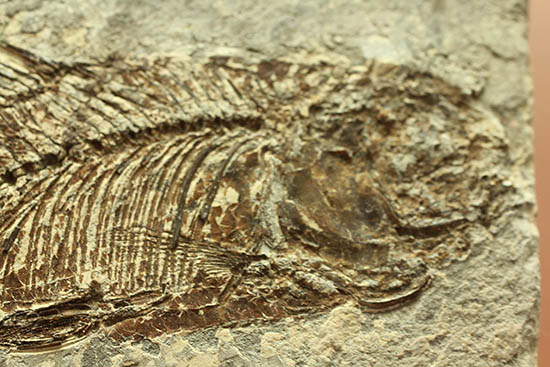 ヌメリゴイの仲間、古代魚化石（Jianghanichtys sp.） 化石 販売