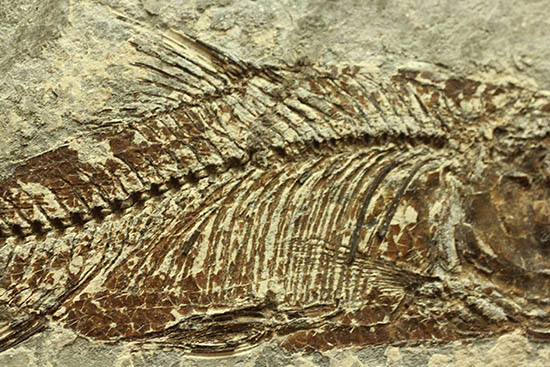 ヌメリゴイの仲間、古代魚化石（Jianghanichtys sp.）（その4）