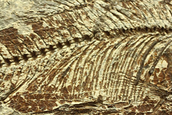 ヌメリゴイの仲間、古代魚化石（Jianghanichtys sp.）（その5）
