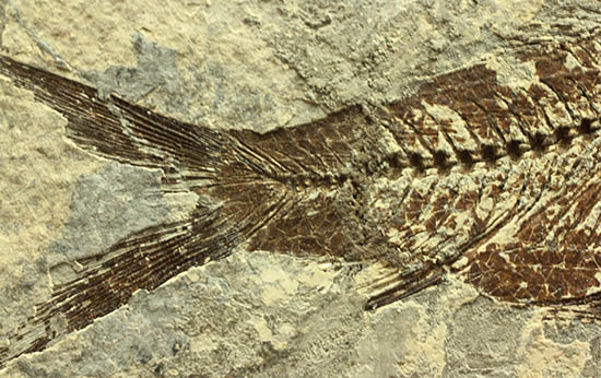 ヌメリゴイの仲間、古代魚化石（Jianghanichtys sp.）（その6）