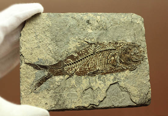 ヌメリゴイの仲間、古代魚化石（Jianghanichtys sp.）（その7）