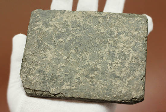 ヌメリゴイの仲間、古代魚化石（Jianghanichtys sp.）（その8）
